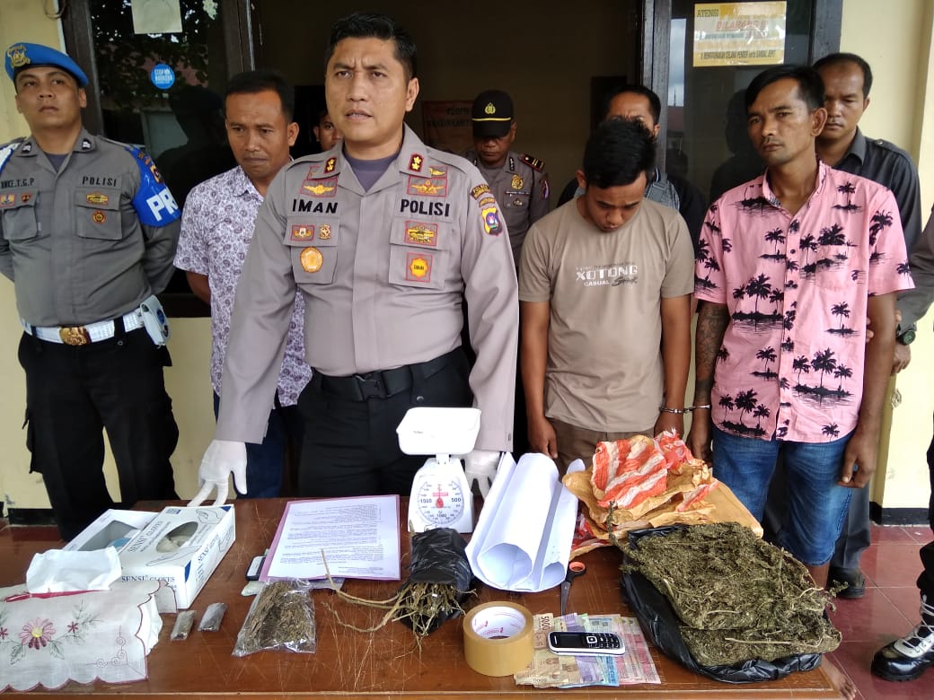 Polisi menunjukan Barang Bukti usai melakukan penangkapan dua pengedar narkoba jenis ganja di Pasaman Barat